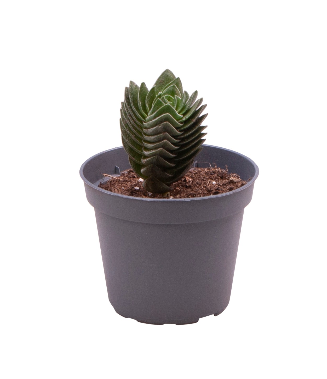 Planta naturala H11cm Crassula 'Buddha's Temple' PS6/ in pamant