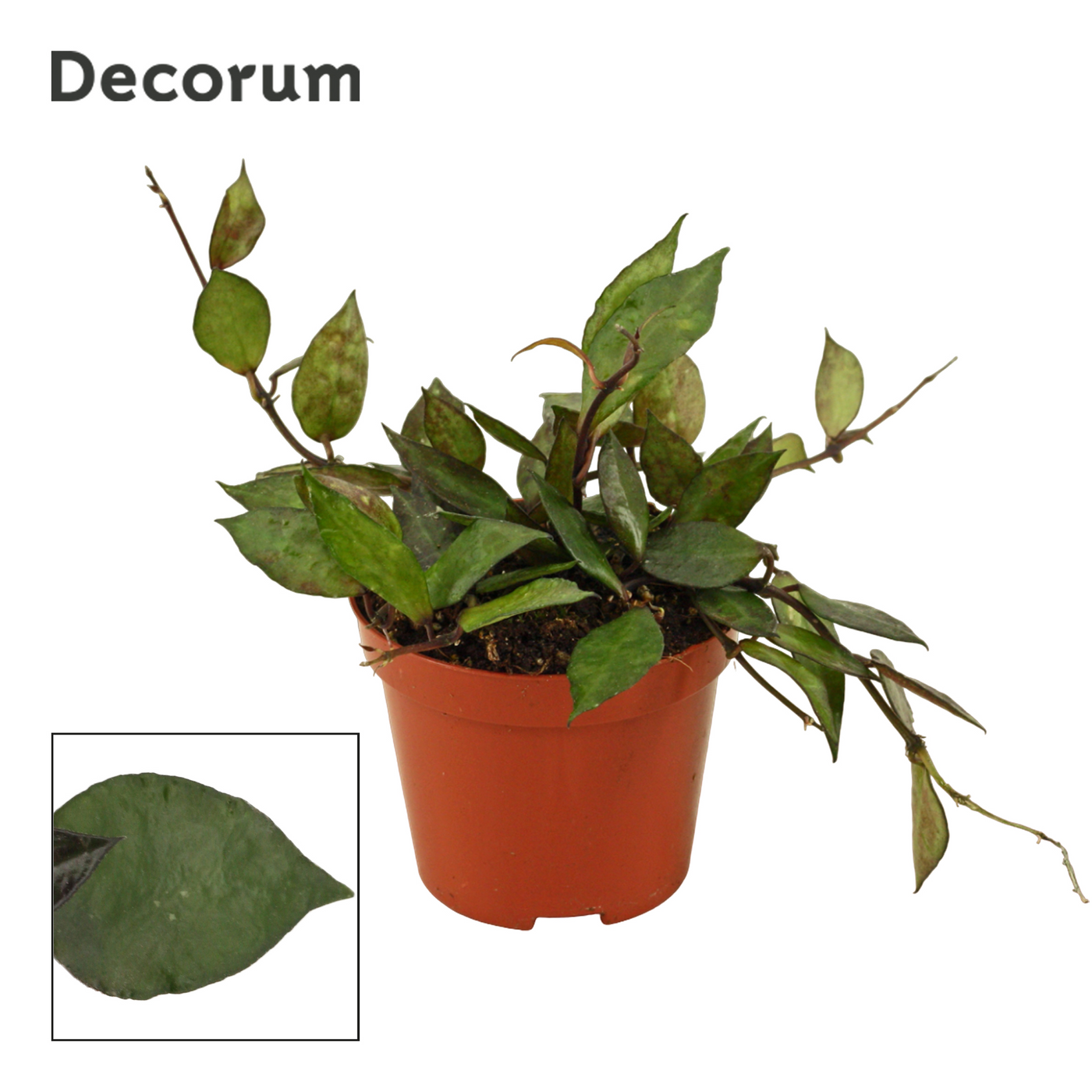 Planta naturala H11cm Hoya krohniana Black Leaves PS9/ in pamant