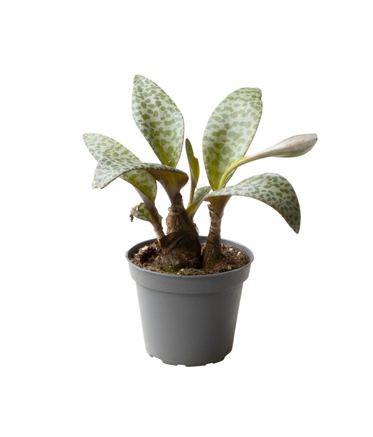 Planta naturala H11cm Ledeboria Socialis PS6/ in pamant