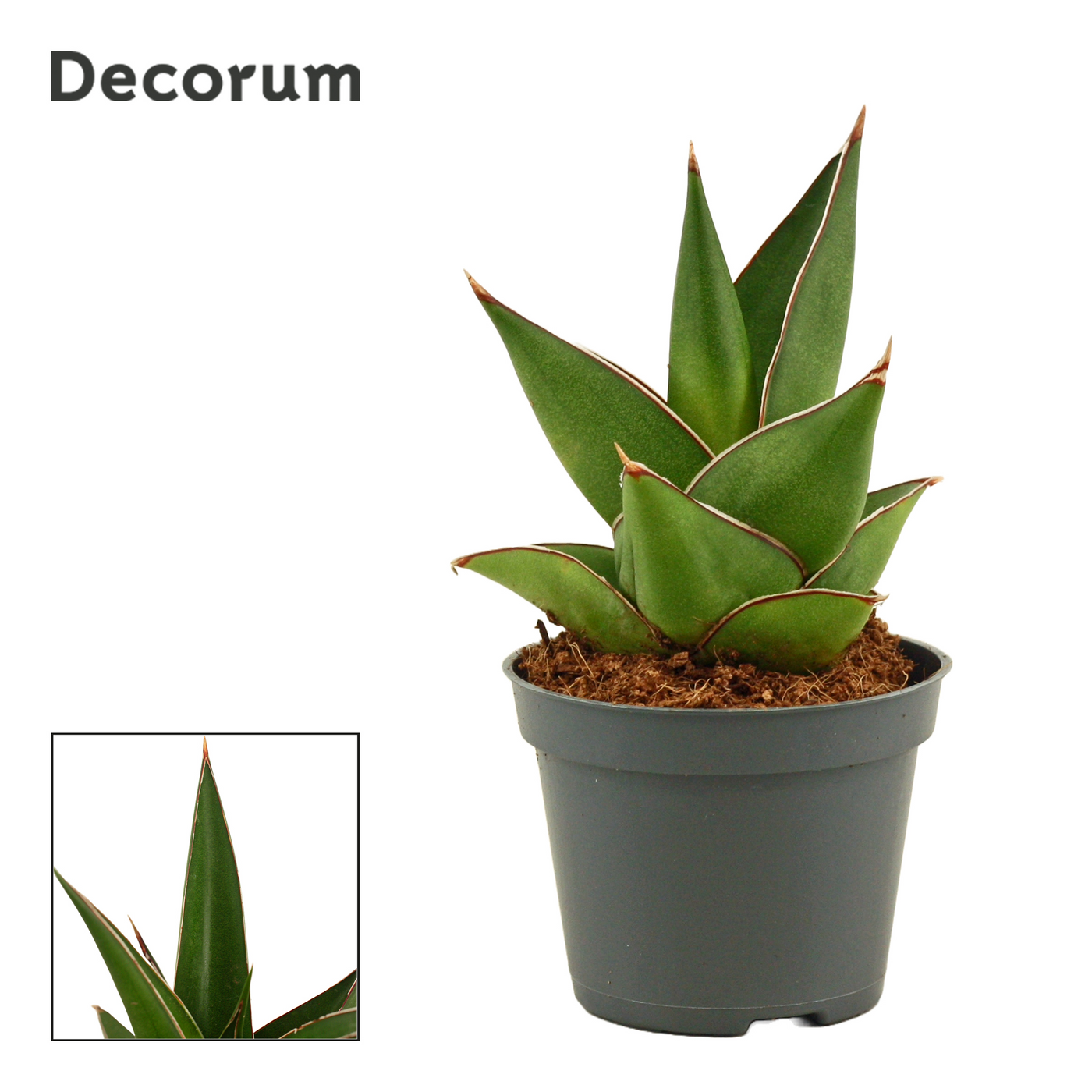 Planta naturala H11cm Sansevieria Abbey crown PS6/ in pamant