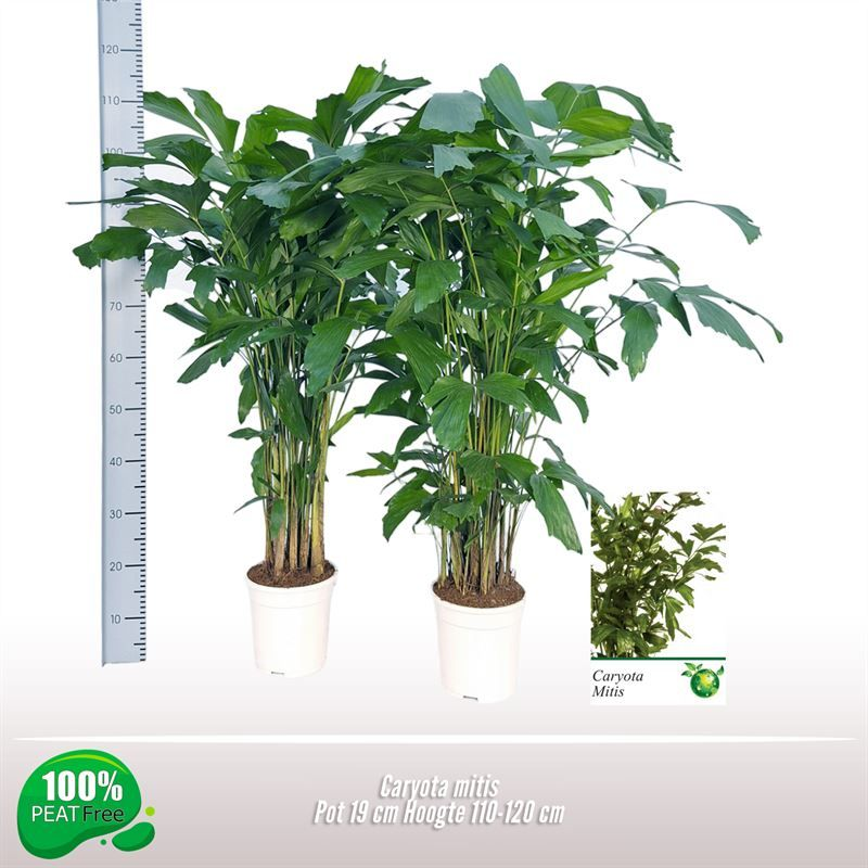 Planta naturala H120cm Caryota mitis PS19/ in pamant