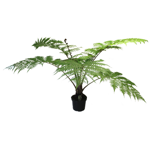 Planta naturala H120cm Cyathea cooperi PS32/ in pamant