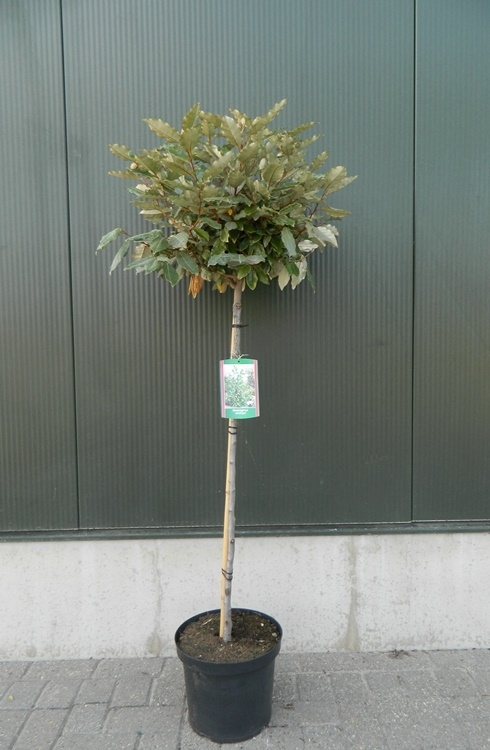 Planta naturala H120cm Elaeagnus x ebbingei PS30/ in pamant