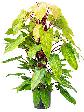 Planta naturala H120cm Philodendron 'Painted Lady' PS24/21cm in pamant