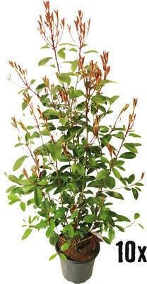 Planta naturala H120cm Photinia x fraseri 'Red Robin' PS25/ in pamant