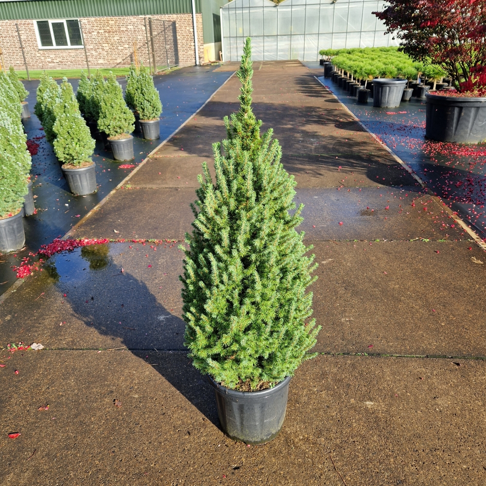 Planta naturala H120cm Picea glauca conica Perfecta PS32/ in pamant