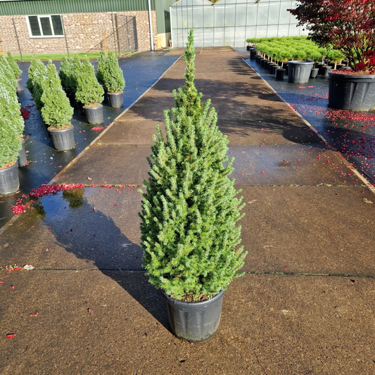 Planta naturala H120cm Picea glauca conica Perfecta PS32/ in pamant
