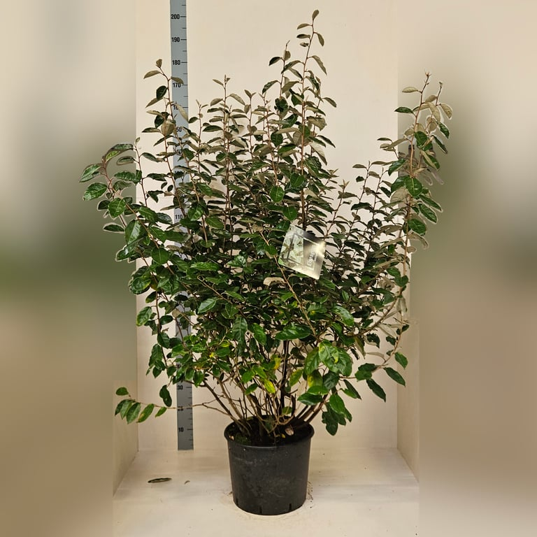 Planta naturala H125cm Elaeagnus x ebbingei PS40/ in pamant