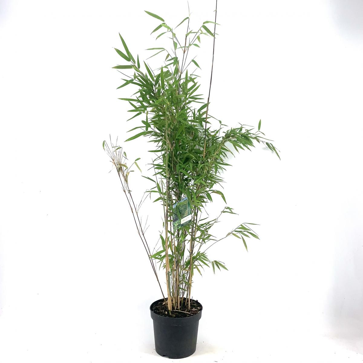 Planta naturala H125cm Fargesia murielae 'Obelisk' PS29/ in pamant