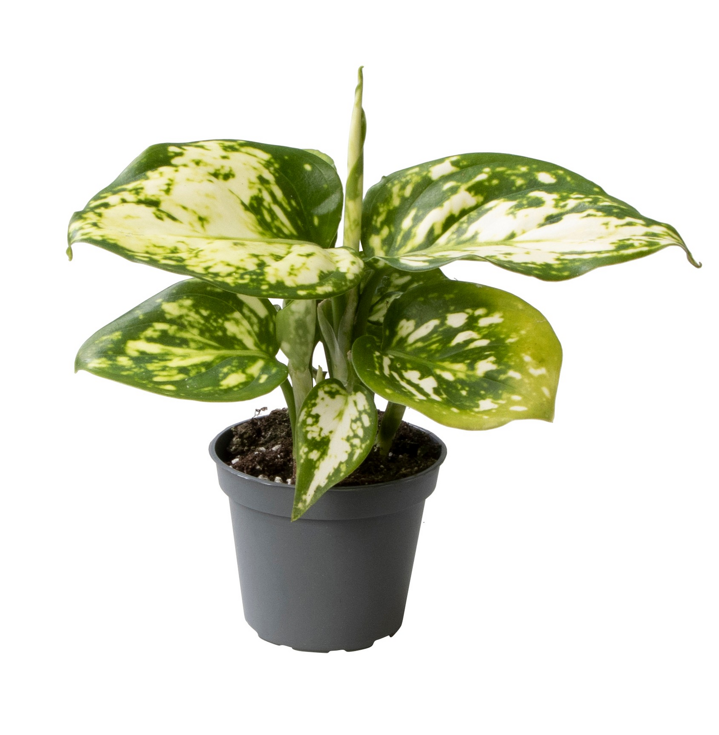 Planta naturala H12cm Aglaonema Snowflake PS6/ in pamant