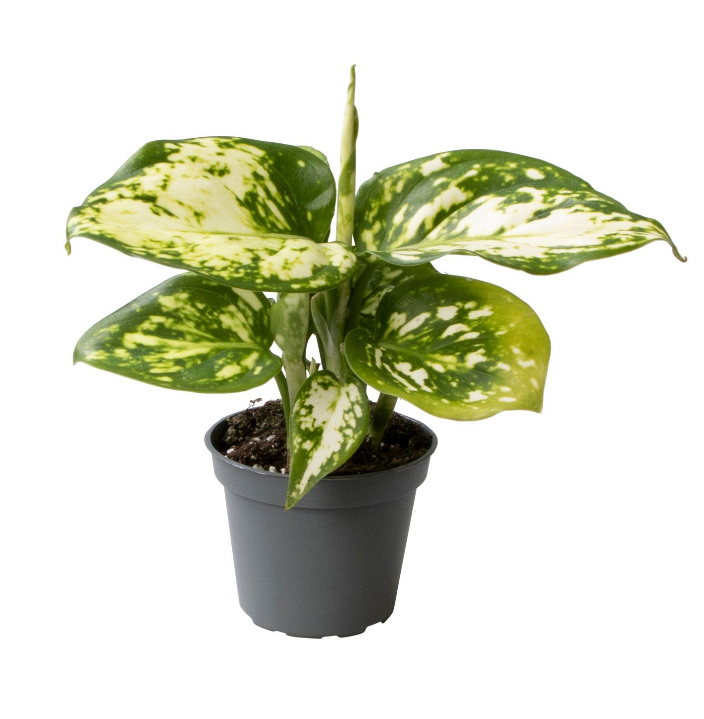 Planta naturala H12cm Aglaonema 'Toms Pride' PS6/ in pamant
