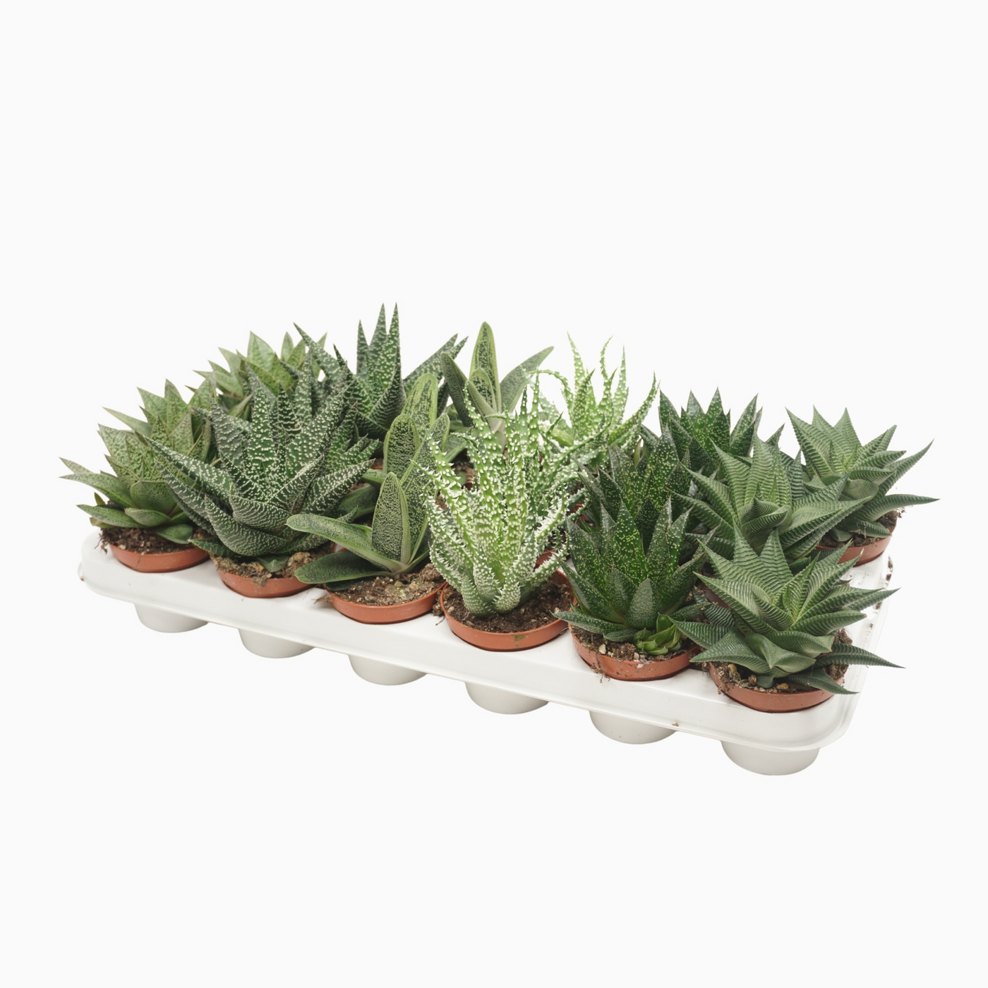 Planta naturala H12cm Aloë/Haworthia mix PS8/ in pamant