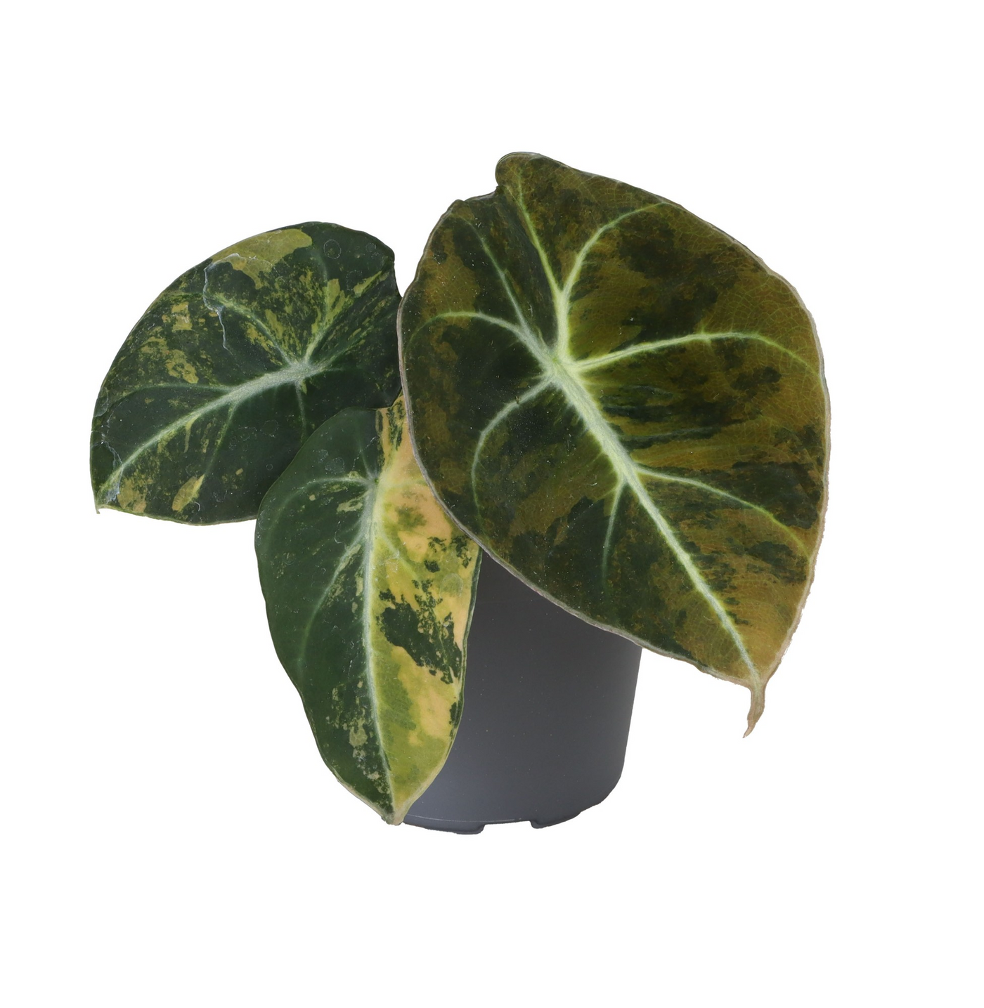 Planta naturala H12cm Alocasia Black Velvet Gold Aurea Variegated PS6/ in pamant