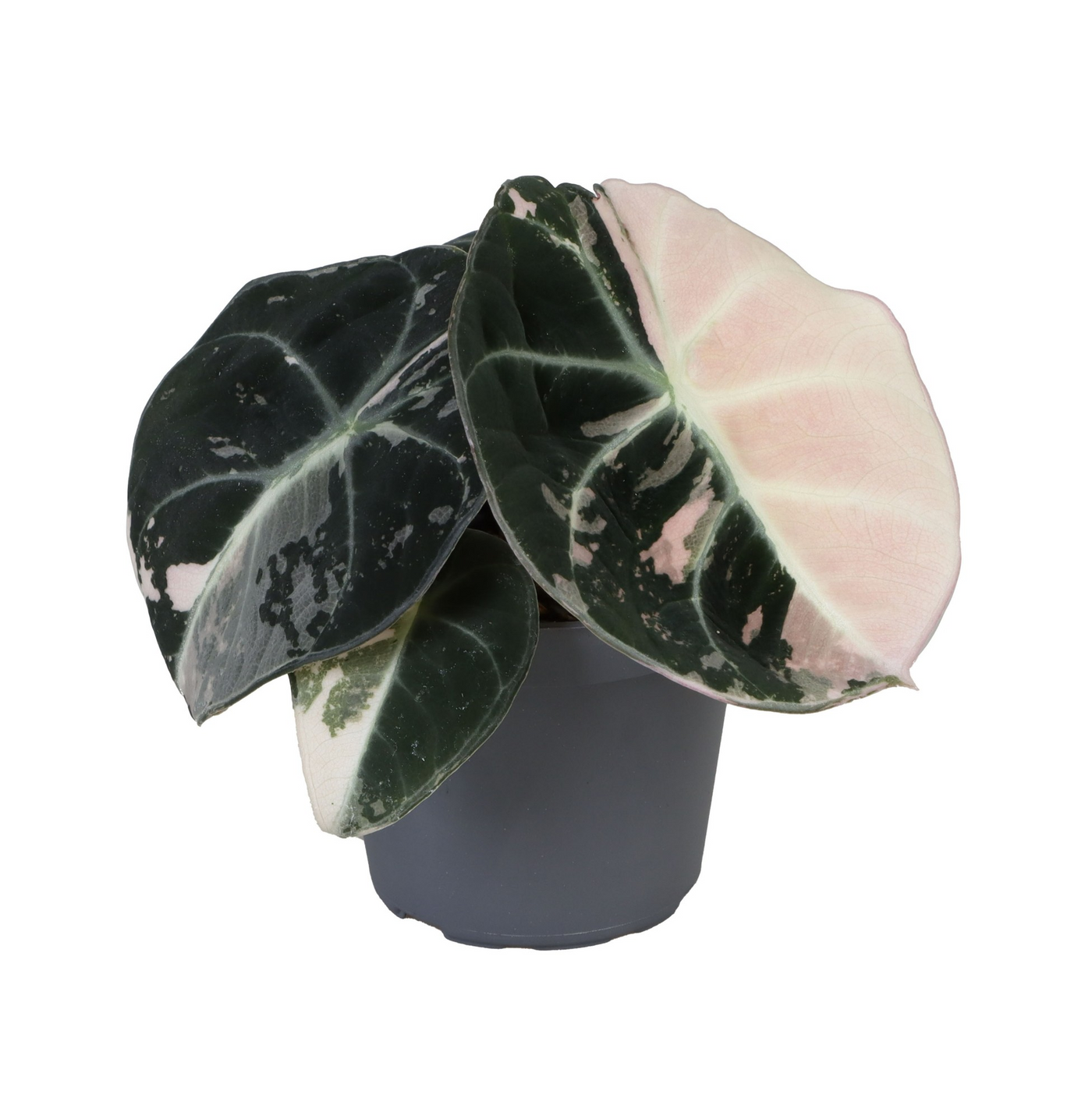 Planta naturala H12cm Alocasia Black Velvet Pink Albo Variegated PS6/ in pamant