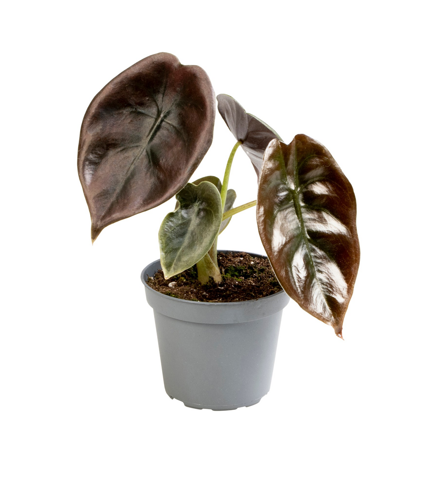 Planta naturala H12cm Alocasia 'Cuprea Red' PS6/ in pamant