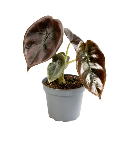 Planta naturala H12cm Alocasia 'Cuprea Red' PS6/ in pamant