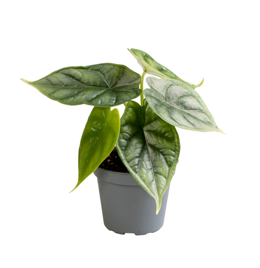 Planta naturala H12cm Alocasia 'Dragon Scale' PS6/ in pamant