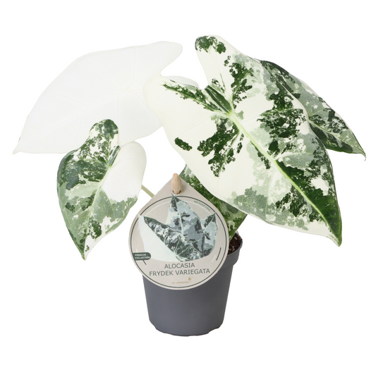 Planta naturala H12cm Alocasia Frydek Variegata PS6/ in pamant