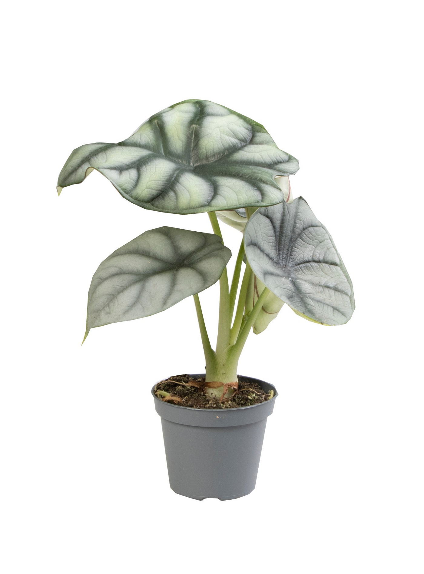 Planta naturala H12cm Alocasia 'Silver Dragon' PS6/ in pamant