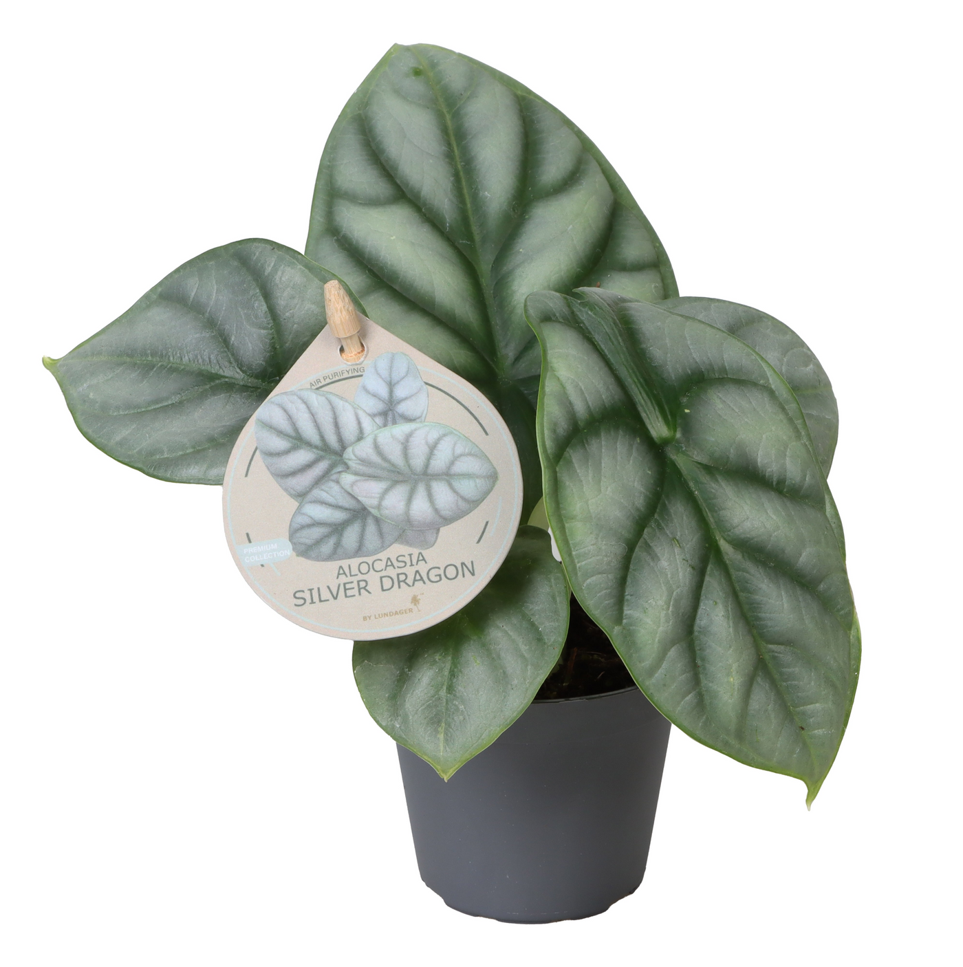 Planta naturala H12cm Alocasia 'Silver Dragon' PS6/ in pamant