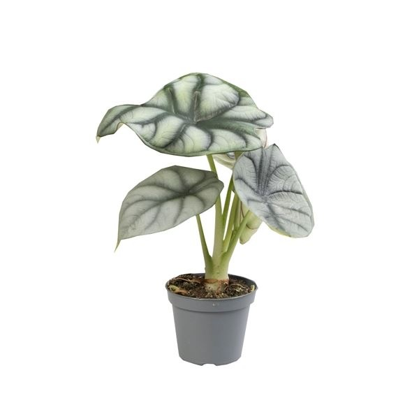 Planta naturala H12cm Alocasia Silver Dragon PS6/ in pamant