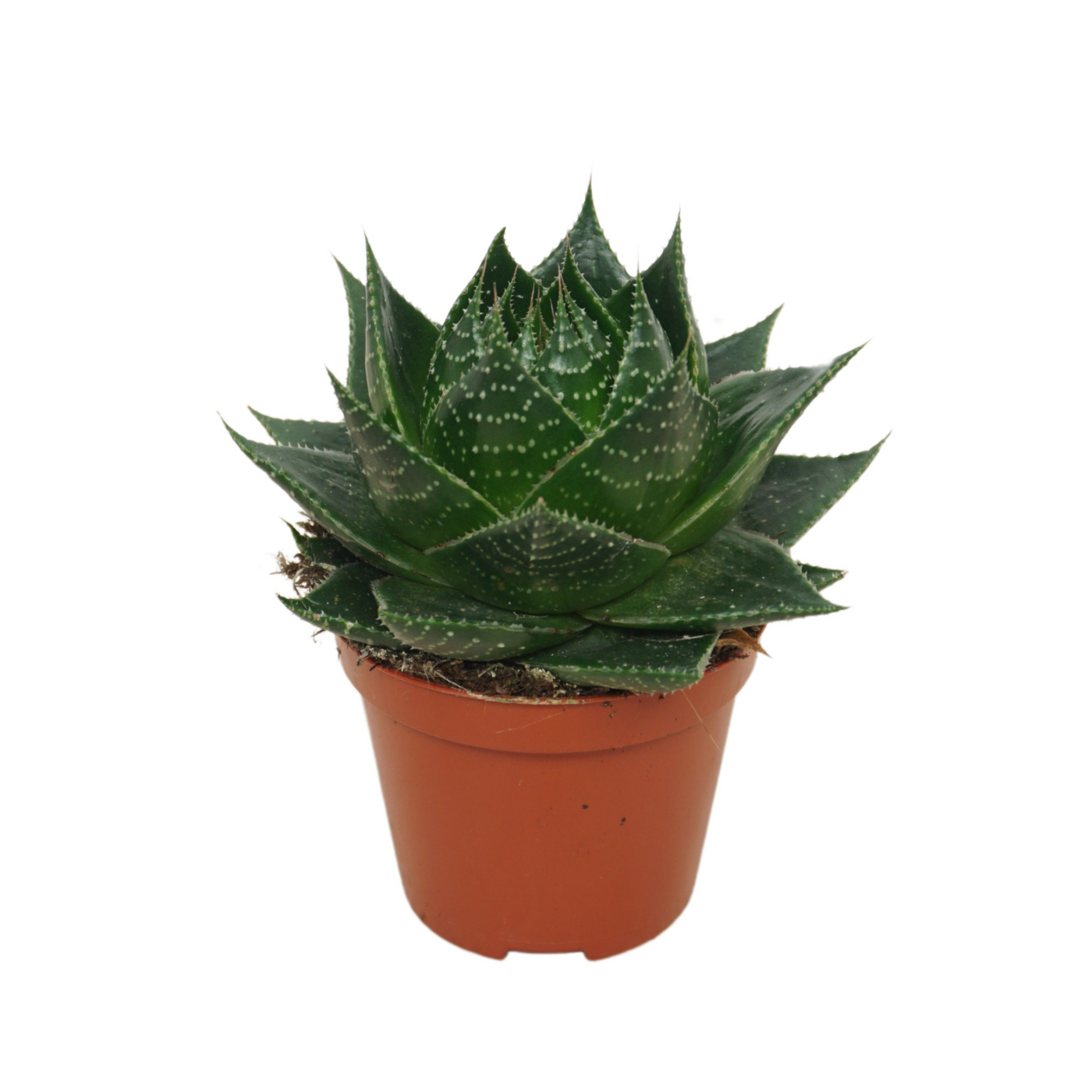 Planta naturala H12cm Aloe aristata 'Cosmo' PS8/ in pamant
