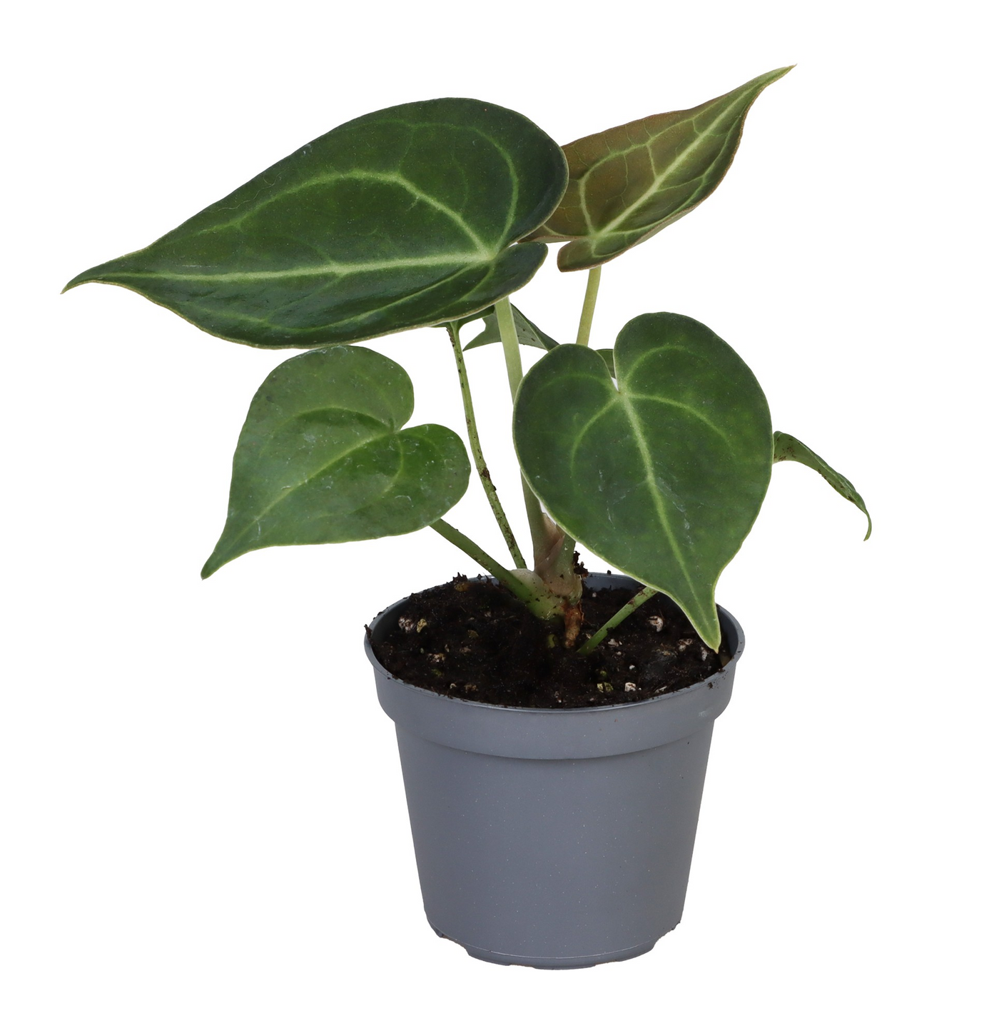 Planta naturala H12cm Anthurium Clarinervium PS6/ in pamant