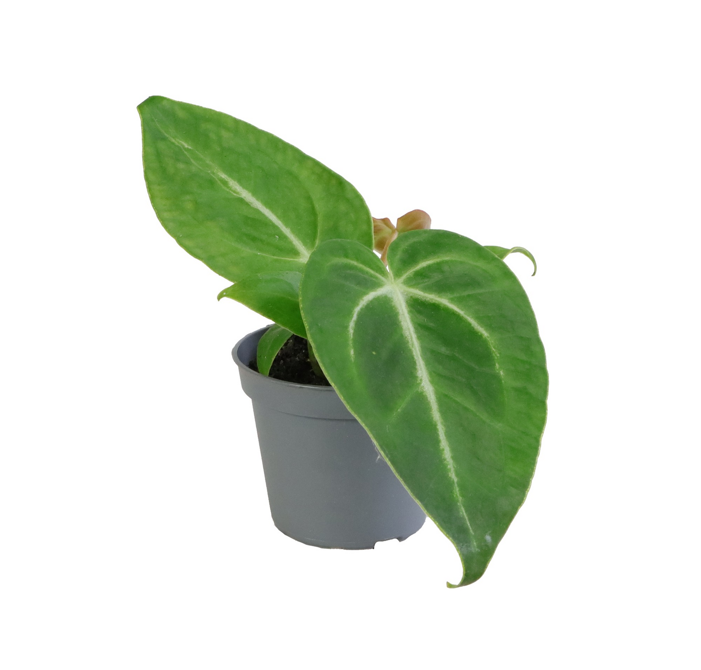 Planta naturala H12cm Anthurium Magnificum PS6/ in pamant