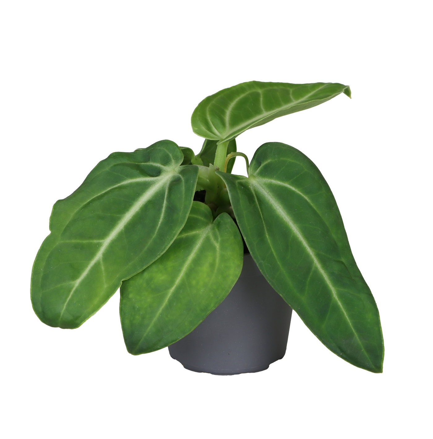 Planta naturala H12cm Anthurium Villenaorum PS6/ in pamant