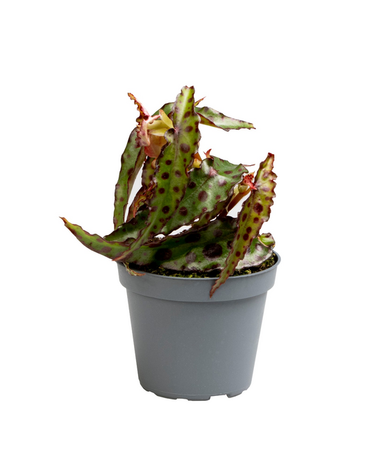 Planta naturala H12cm Begonia Amphioxus PS6/ in pamant