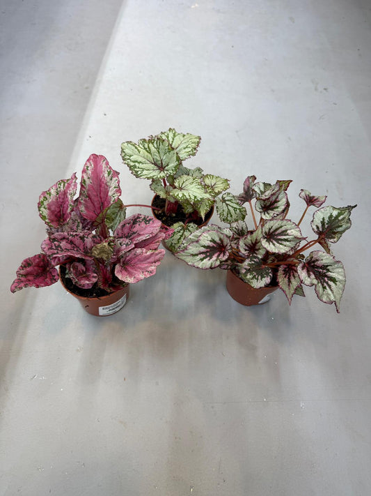 Planta naturala H12cm Begonia Beleaf mix PS9/ in pamant