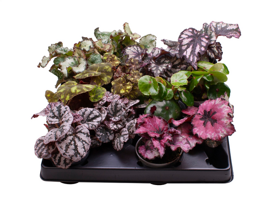 Planta naturala H12cm Begonia Rex mix PS6/ in pamant