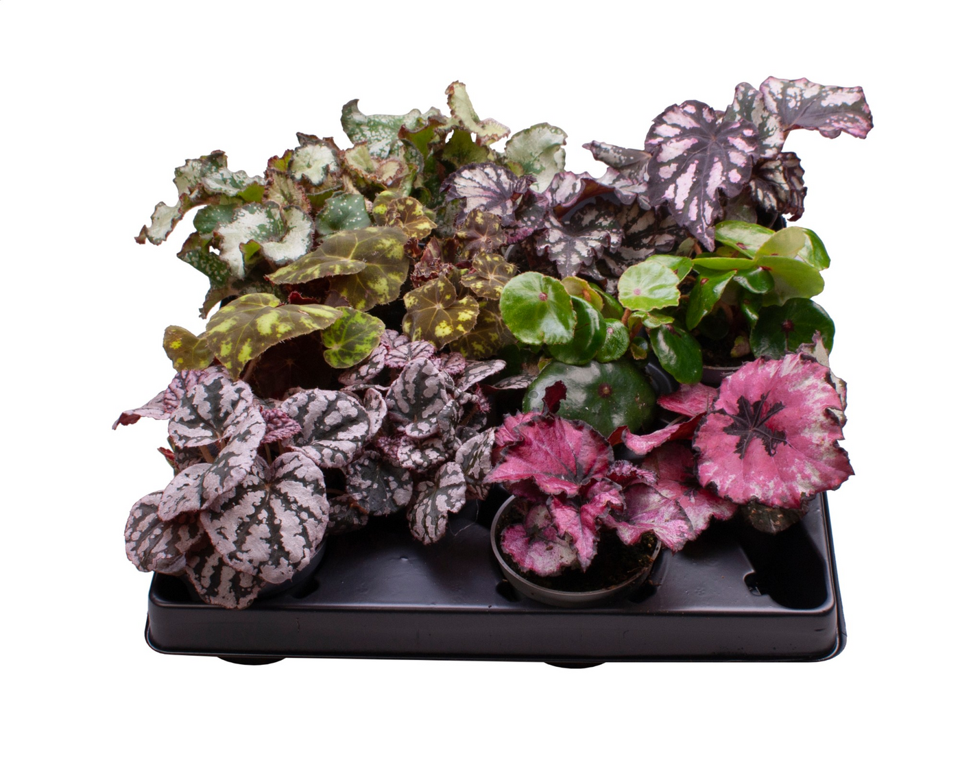 Planta naturala H12cm Begonia Rex Mix PS6/ in pamant