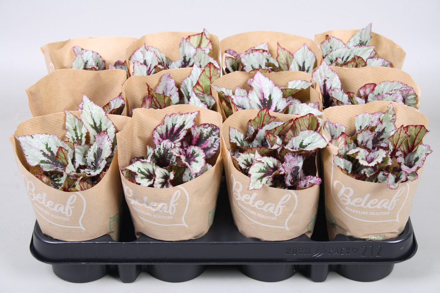 Planta naturala H12cm Bladbegonia Beleaf mix PS9/ in pamant