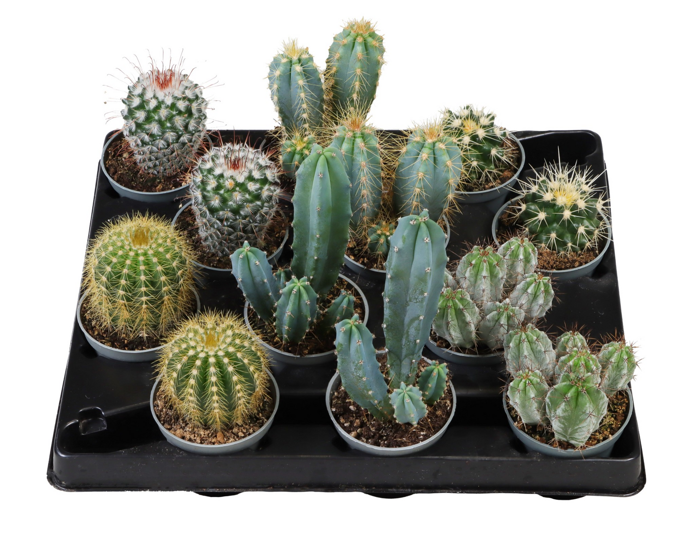 Planta naturala H12cm Cactus mix PS6/ in pamant