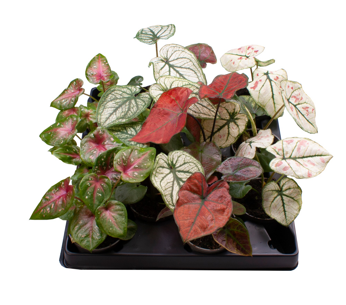 Planta naturala H12cm Caladium mix PS6/ in pamant