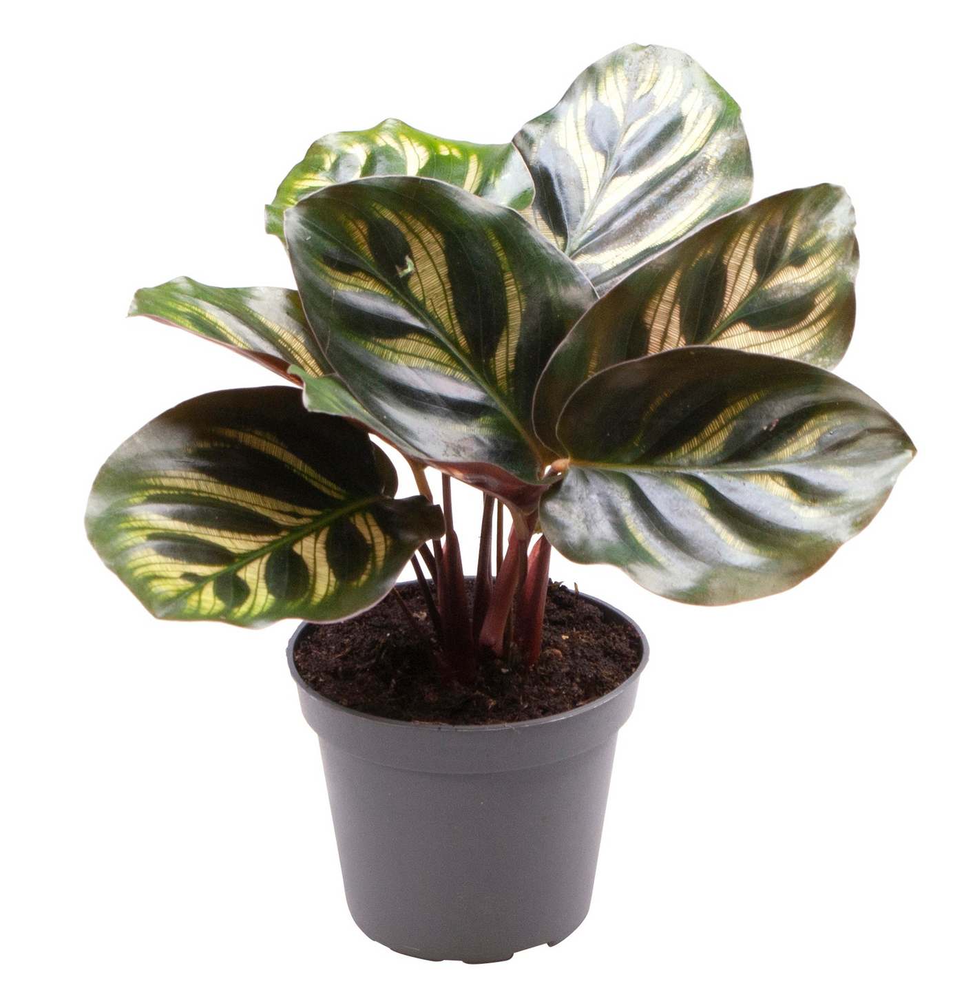 Planta naturala H12cm Calathea Makoyana PS6/ in pamant