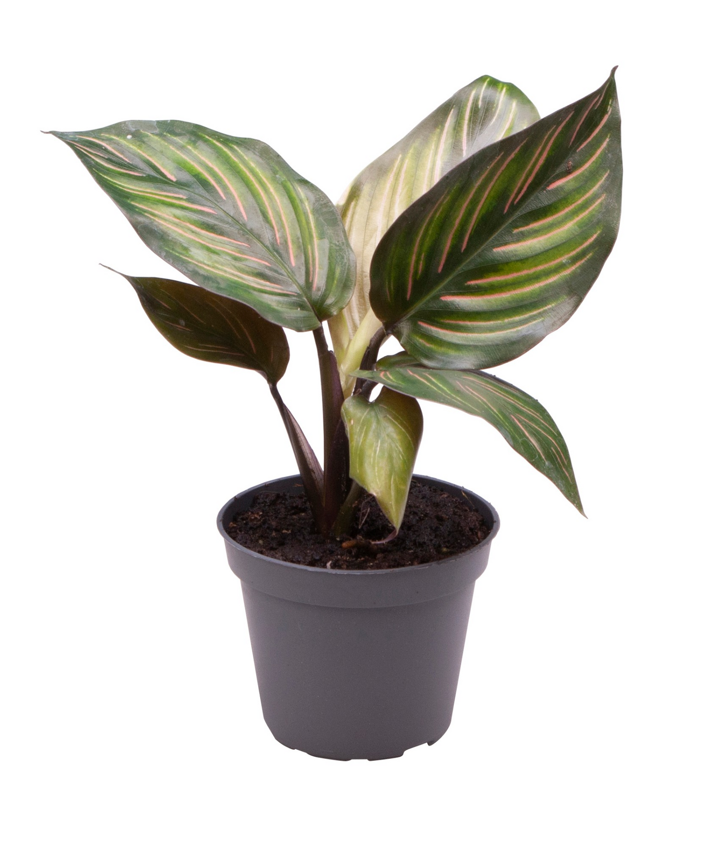 Planta naturala H12cm Calathea Mieli PS6/ in pamant