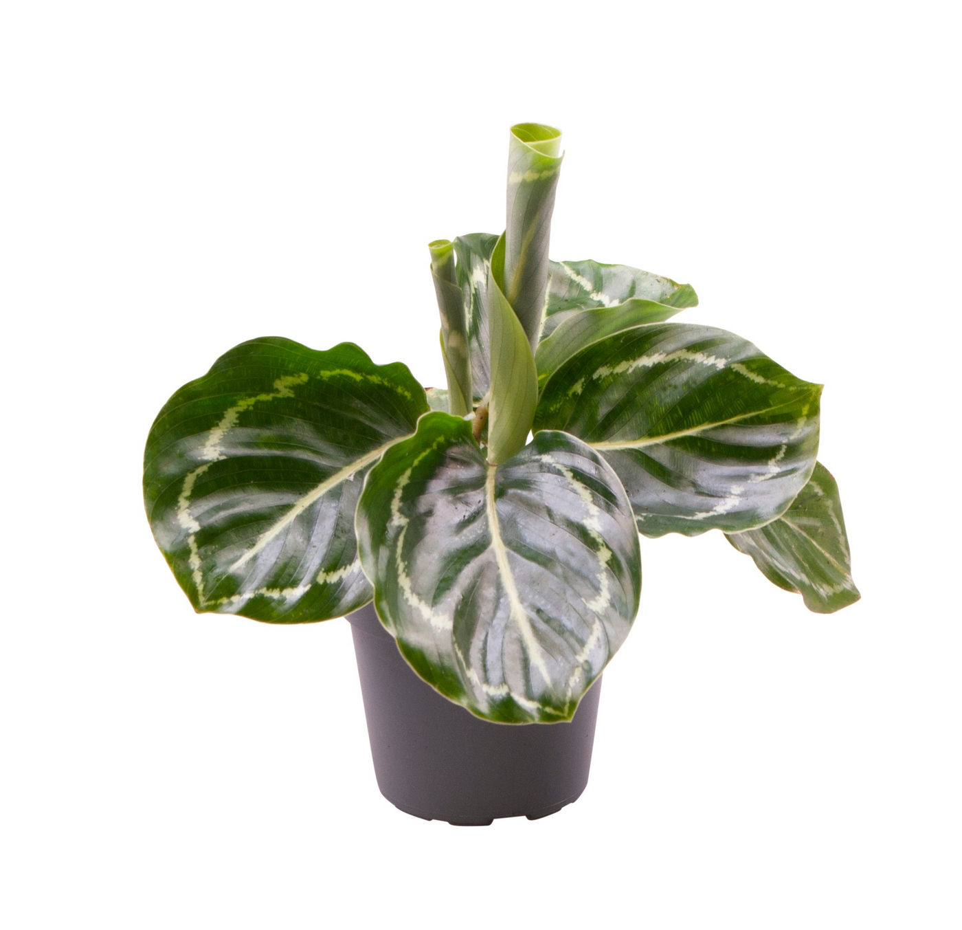 Planta naturala H12cm Calathea Roseopicta Green PS6/ in pamant