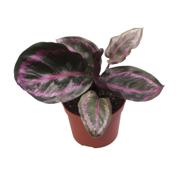 Planta naturala H12cm Calathea roseopicta var.illustris PS6/ in pamant