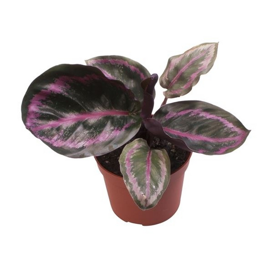 Planta naturala H12cm Calathea roseopicta var.illustris PS6/ in pamant