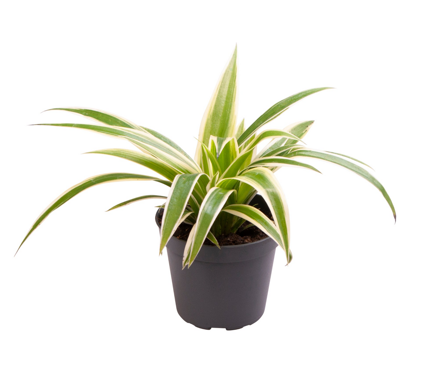 Planta naturala H12cm Chlorophytum comosum 'Irish' PS6/ in pamant