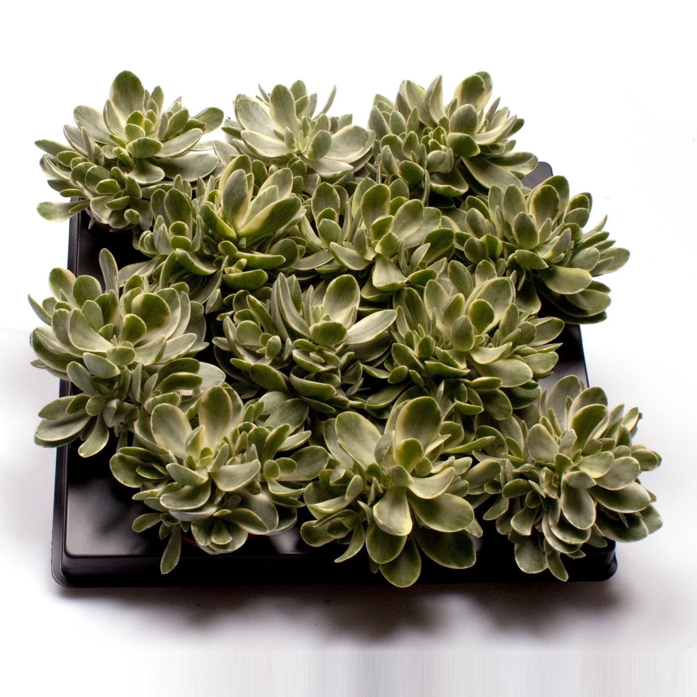 Planta naturala H12cm Crassula Money Maker Jade Magic PS6/ in pamant