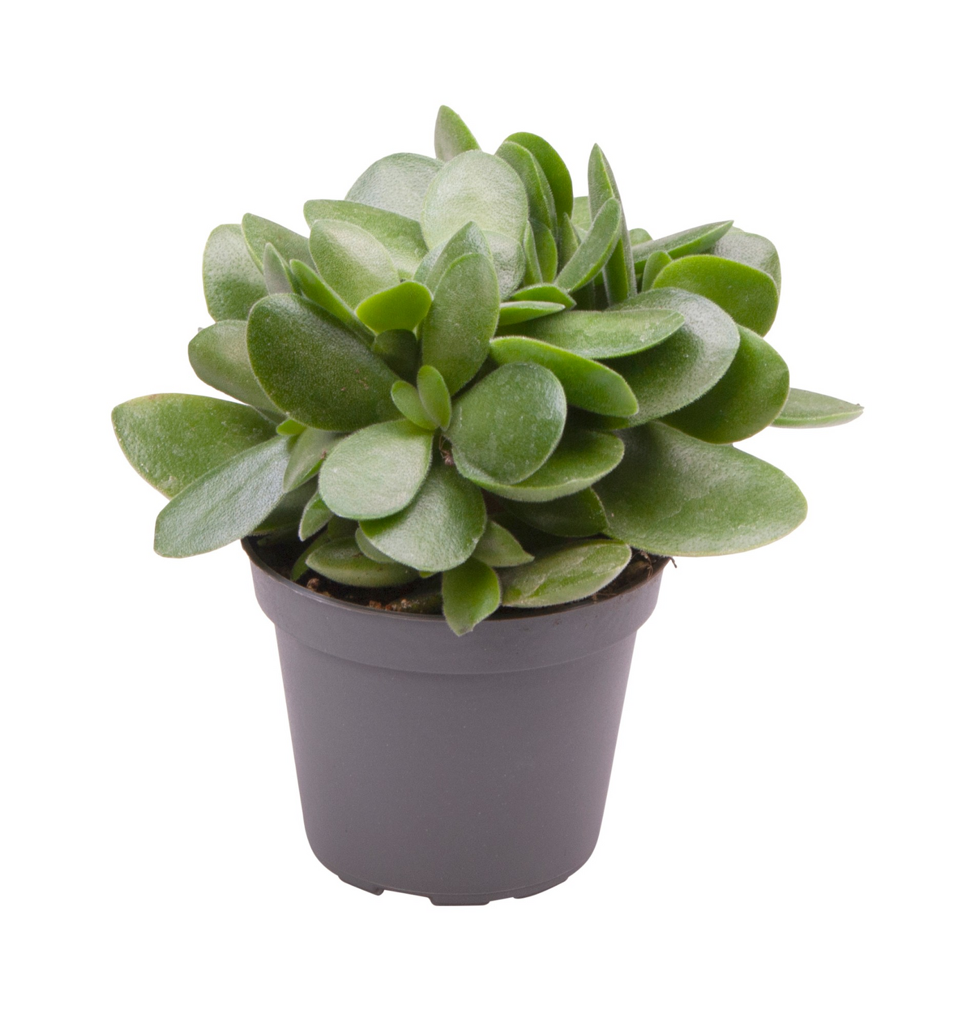Planta naturala H12cm Crassula Money Maker PS6/ in pamant