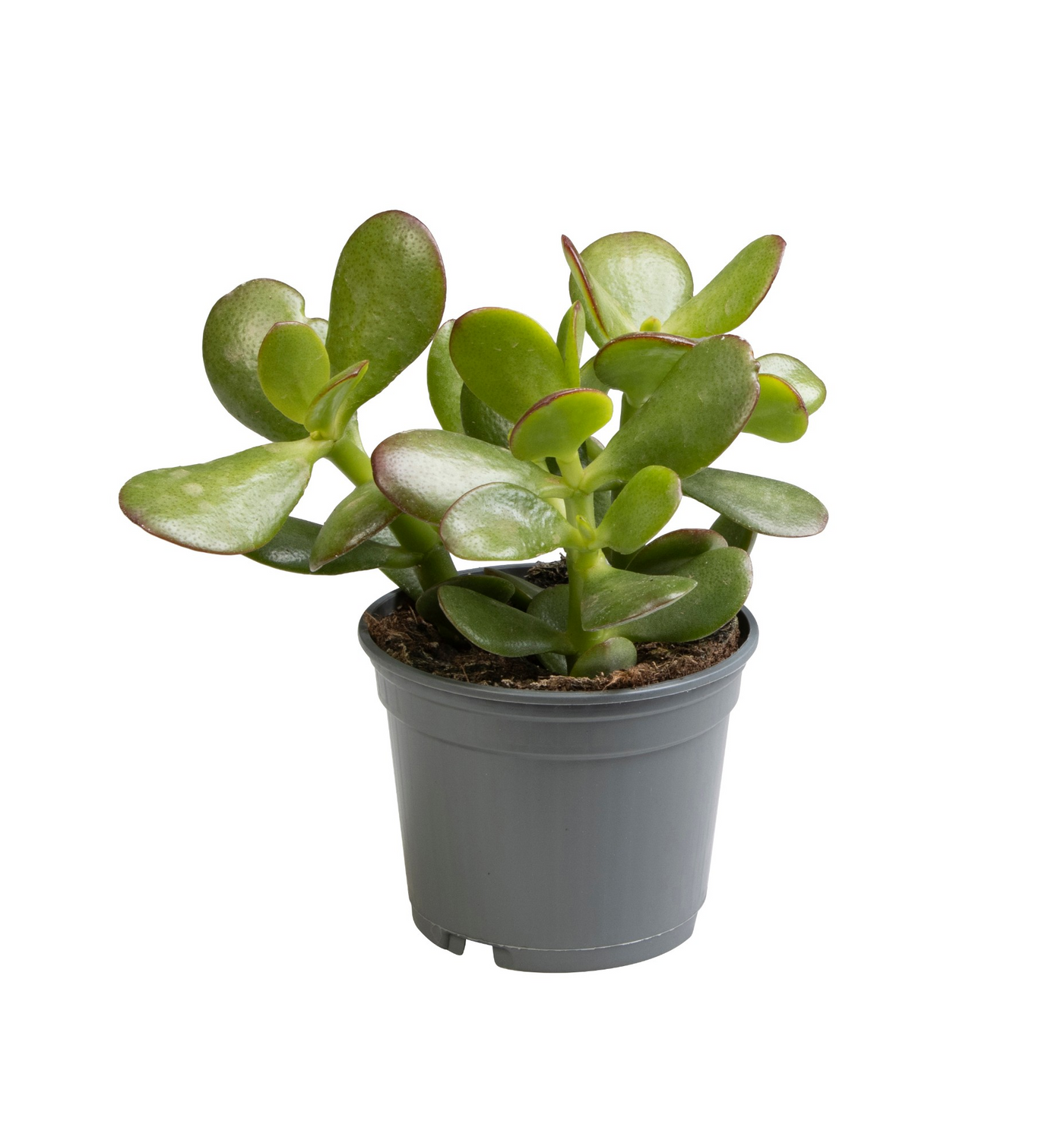 Planta naturala H12cm Crassula Ovata PS9/ in pamant