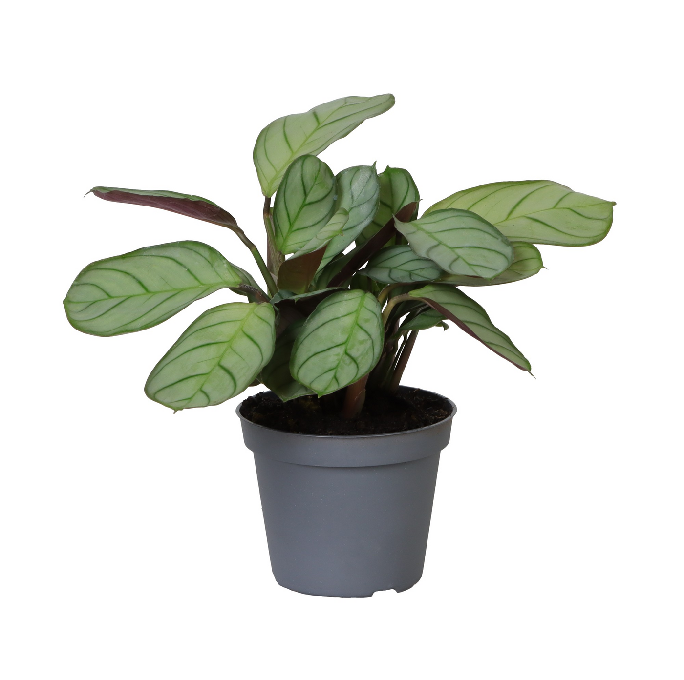 Planta naturala H12cm Ctenanthe amabilis Amagris PS6/ in pamant