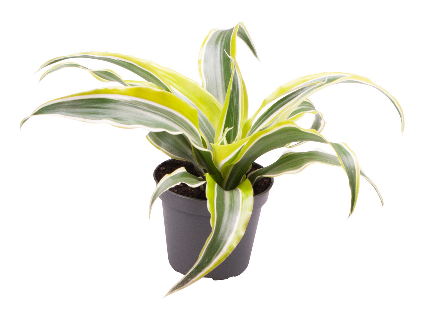 Planta naturala H12cm Dracaena fragrans 'Lemon Surprise' PS6/ in pamant