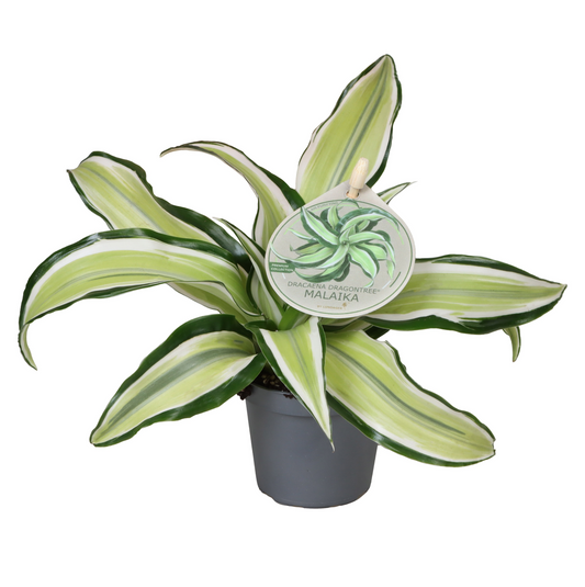 Planta naturala H12cm Dracaena fragrans 'Malaika' PS6/ in pamant