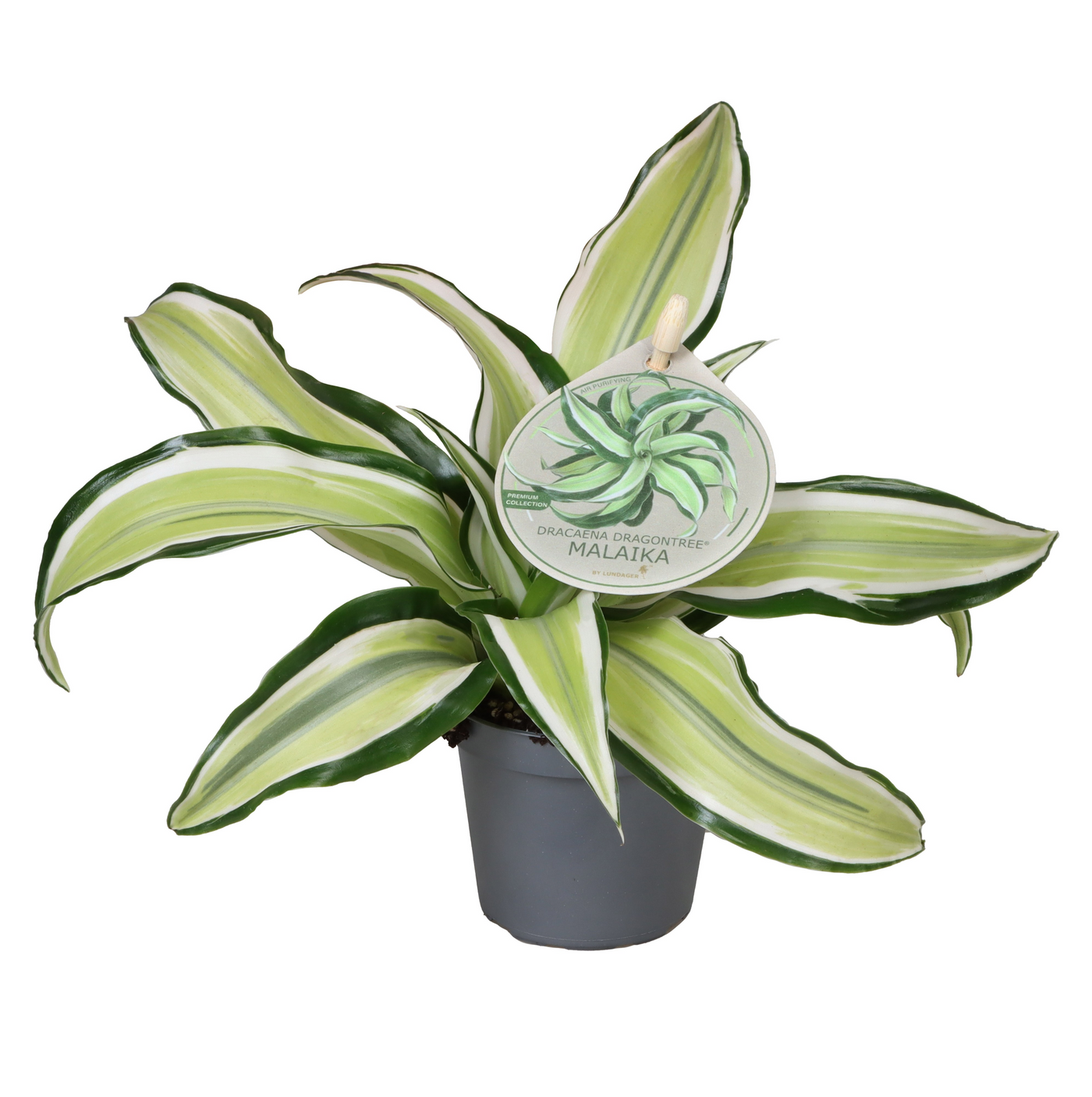 Planta naturala H12cm Dracaena fragrans 'Malaika' PS6/ in pamant