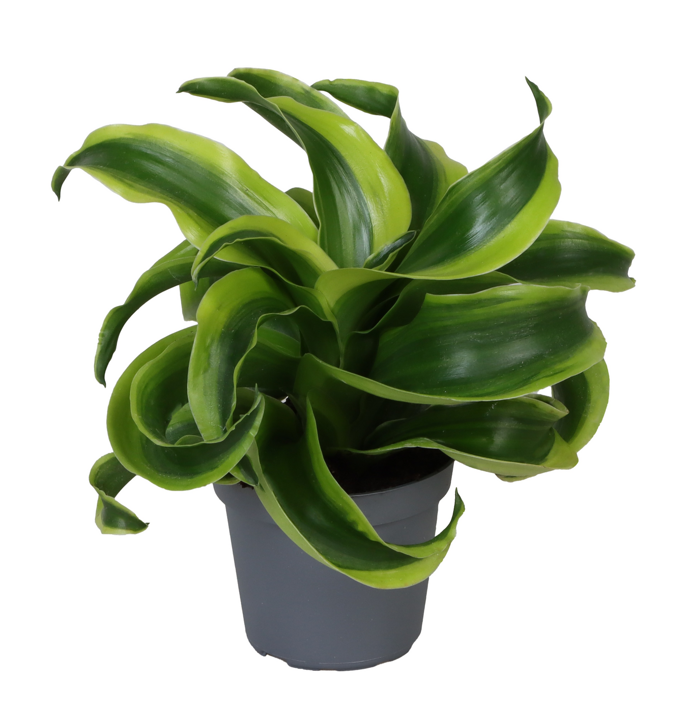 Planta naturala H12cm Dracaena fragrans 'Tornado' PS6/ in pamant